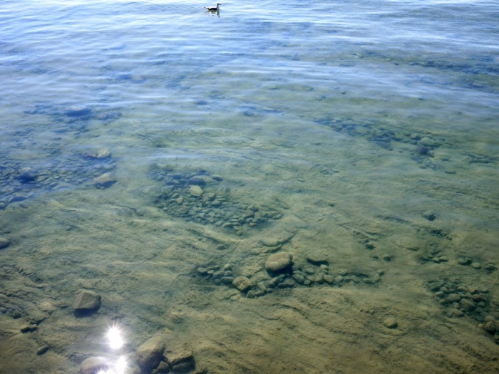 mouette / seagull